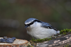 Sitta europaea asiatica