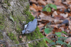Sitta europaea asiatica