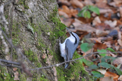 Sitta europaea asiatica