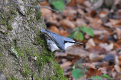 Sitta europaea asiatica