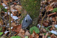 Sitta europaea asiatica