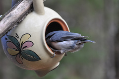 Sitta europaea asiatica