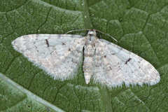 Eupithecia mekrana