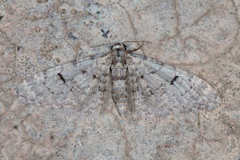 Eupithecia mekrana