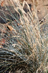 Festuca glauca