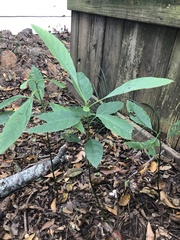 Magnoliopsida