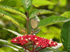 Rapala dieneces dieneces