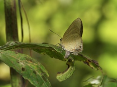 Rapala dieneces dieneces