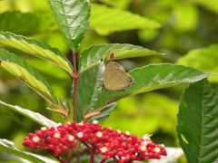 Rapala dieneces dieneces