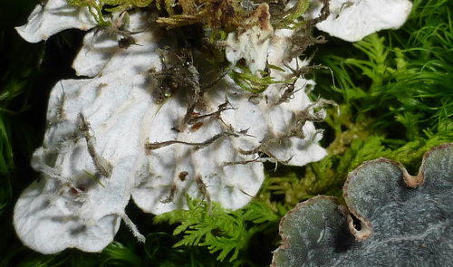Peltigera americana image