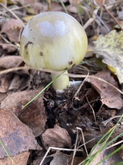 Amanita phalloides