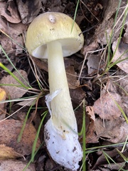 Amanita phalloides