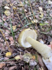 Amanita phalloides