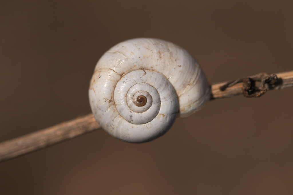 Xeropicta derbentina