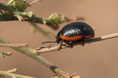 Stichoptera