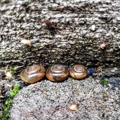 Euconulidae