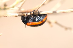 Stichoptera