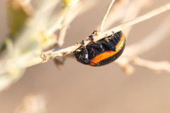 Stichoptera