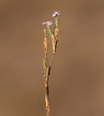 Dianthus pseudarmeria
