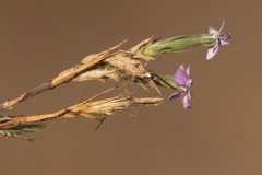 Dianthus pseudarmeria