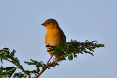 Ploceus intermedius cabanisii