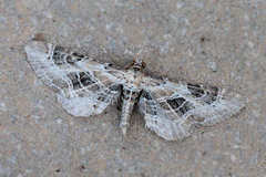 Eupithecia scalptata