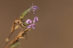 Dianthus pseudarmeria