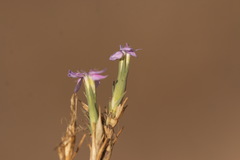 Dianthus pseudarmeria
