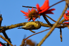Cinnyris bifasciatus microrhynchus