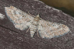 Eupithecia spadiceata