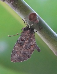 Logania marmorata damis