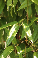 Clematis armandii