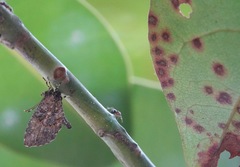 Logania marmorata damis