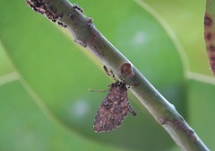 Logania marmorata damis