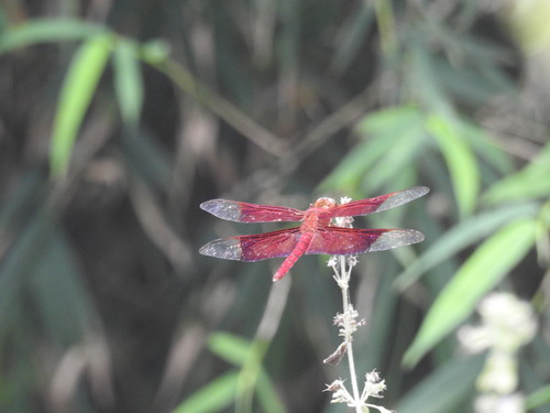 giant forest skimmer