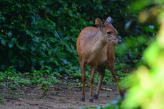 Cephalophorus natalensis