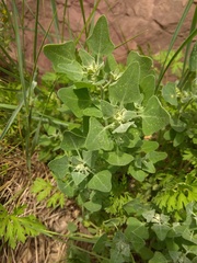 Chenopodium karoi