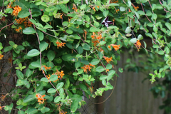 Lonicera heckrottii