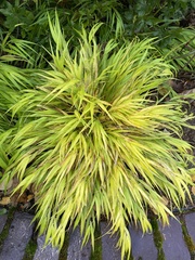Hakonechloa