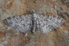Eupithecia semigraphata
