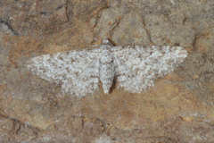 Eupithecia semigraphata