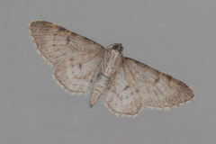 Eupithecia semigraphata