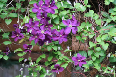 Clematis × jackmanii