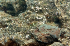 Chrysiptera brownriggii