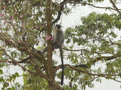 Trachypithecus pileatus