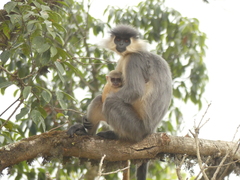 Trachypithecus pileatus