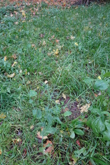 Brassica rapa campestris