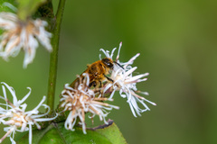 Megacampsomeris prismatica