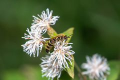 Megacampsomeris prismatica