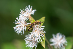 Megacampsomeris prismatica